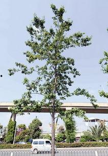 昆明植物园爆料案件最新,惊现神秘涉案者,真相即将揭晓 第2张 昆明植物园爆料案件最新,惊现神秘涉案者,真相即将揭晓 第2张